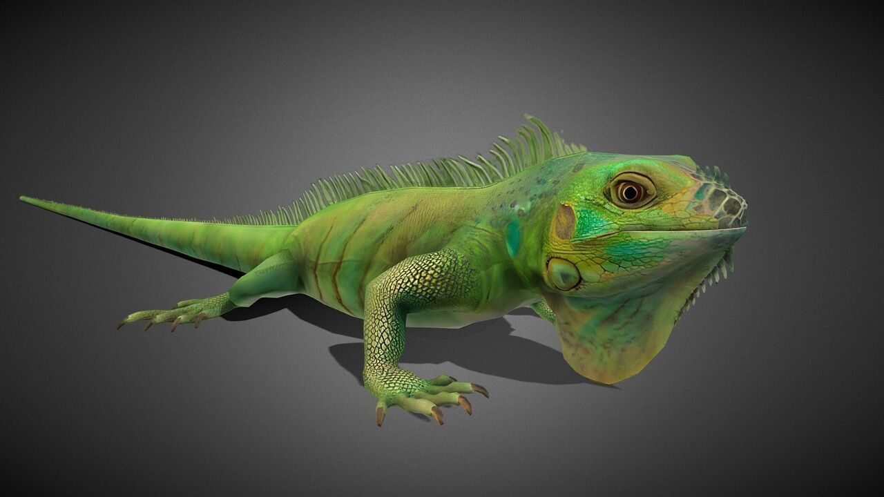 50 Realistic Animals FULL PACK Low-poly 3D model_67