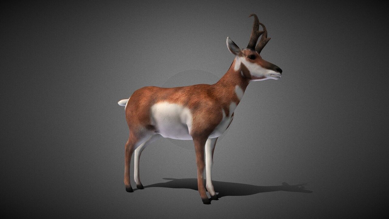 50 Realistic Animals FULL PACK Low-poly 3D model_40