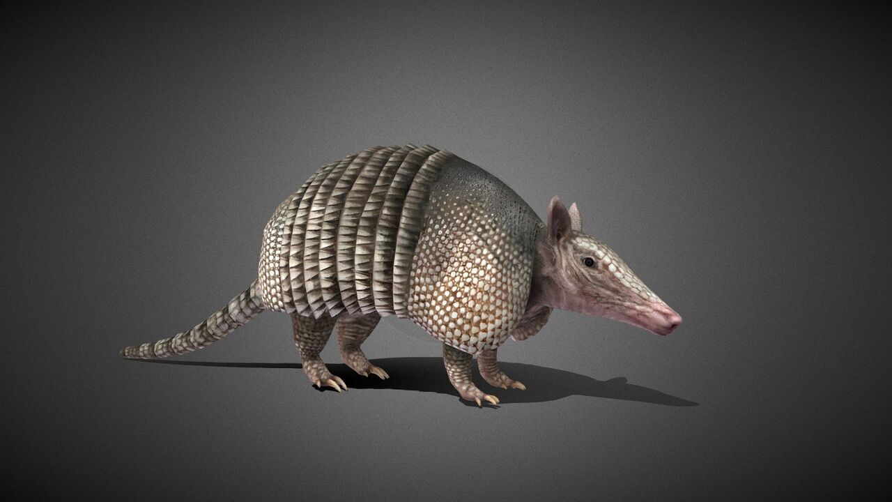 50 Realistic Animals FULL PACK Low-poly 3D model_55