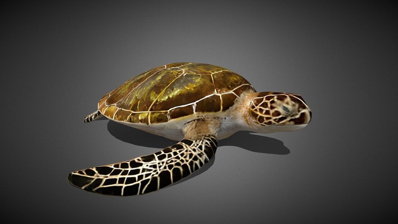 50 Realistic Animals FULL PACK Low-poly 3D model_80