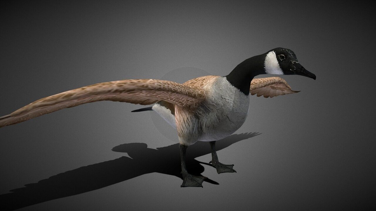 50 Realistic Animals FULL PACK Low-poly 3D model_63