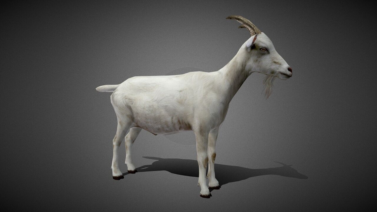 50 Realistic Animals FULL PACK Low-poly 3D model_47