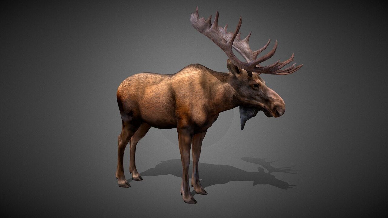 50 Realistic Animals FULL PACK Low-poly 3D model_38