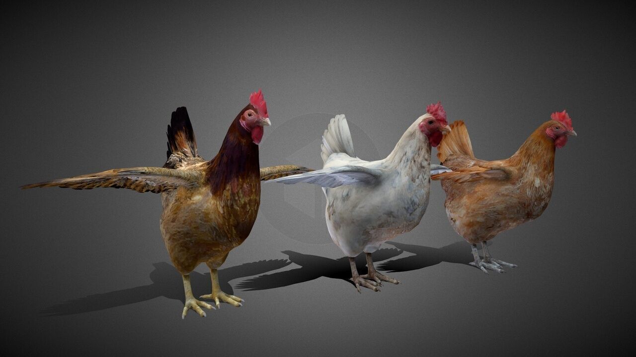 50 Realistic Animals FULL PACK Low-poly 3D model_58