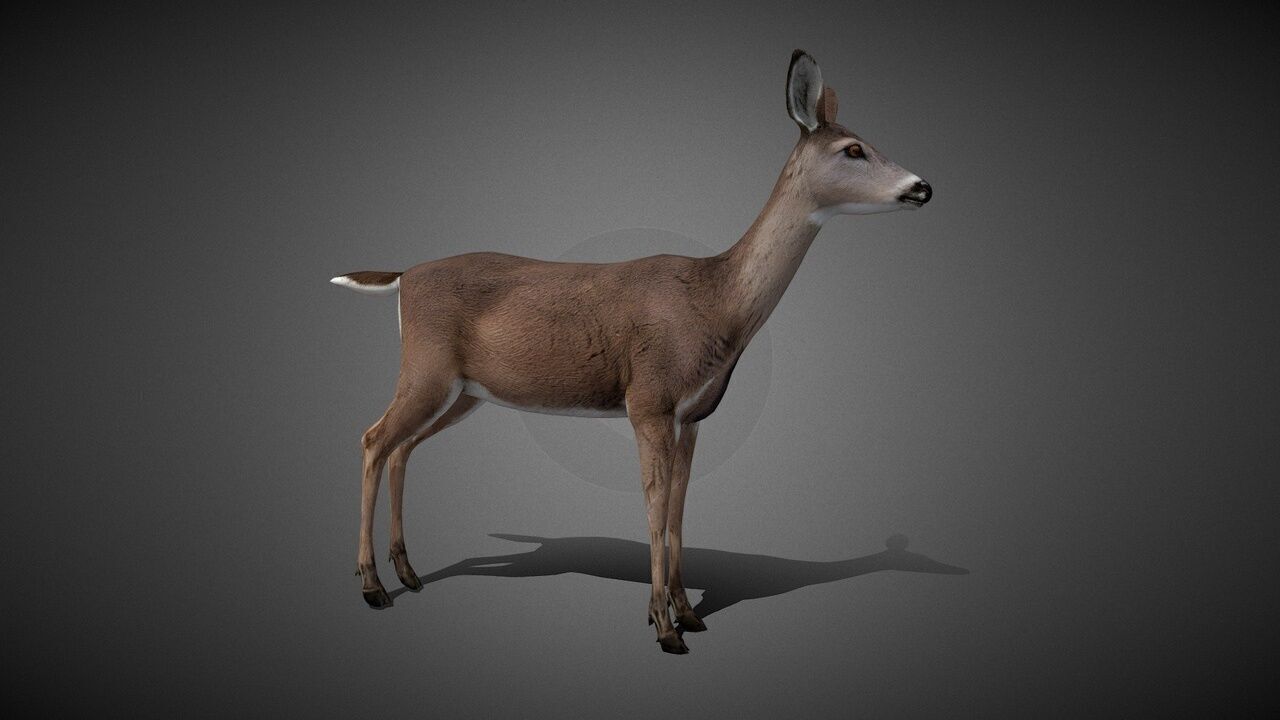50 Realistic Animals FULL PACK Low-poly 3D model_39