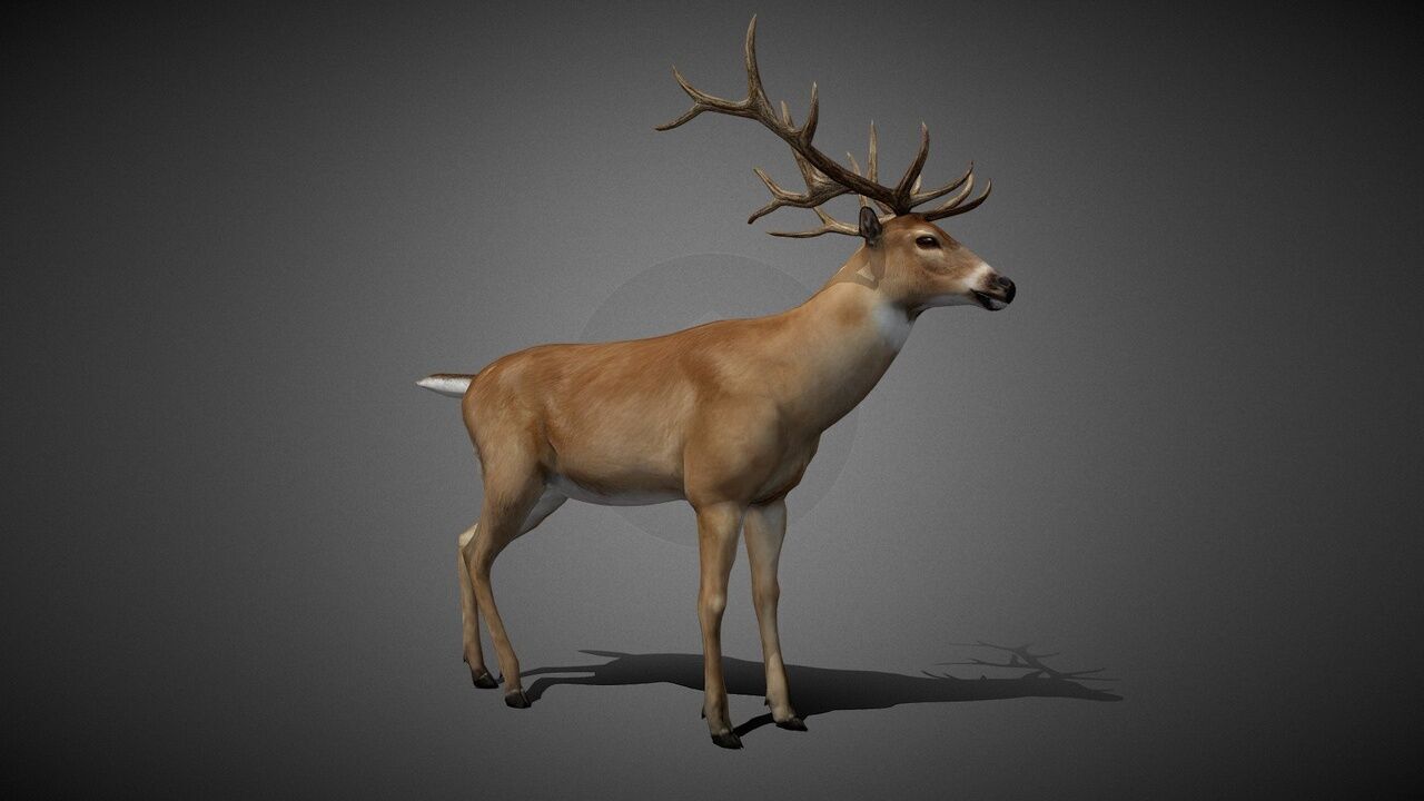 50 Realistic Animals FULL PACK Low-poly 3D model_34