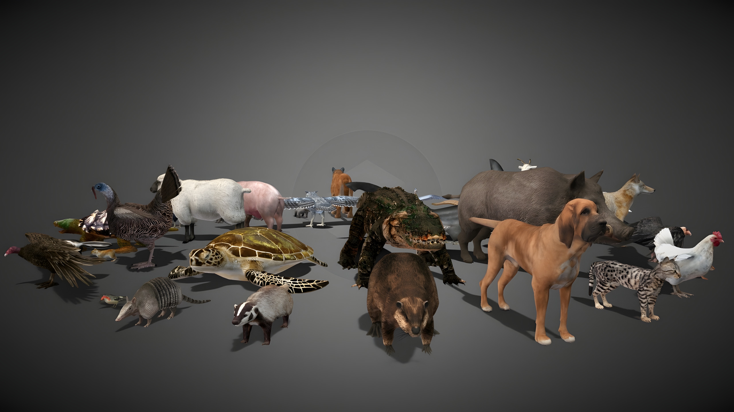 50 Realistic Animals FULL PACK Low-poly 3D model_32
