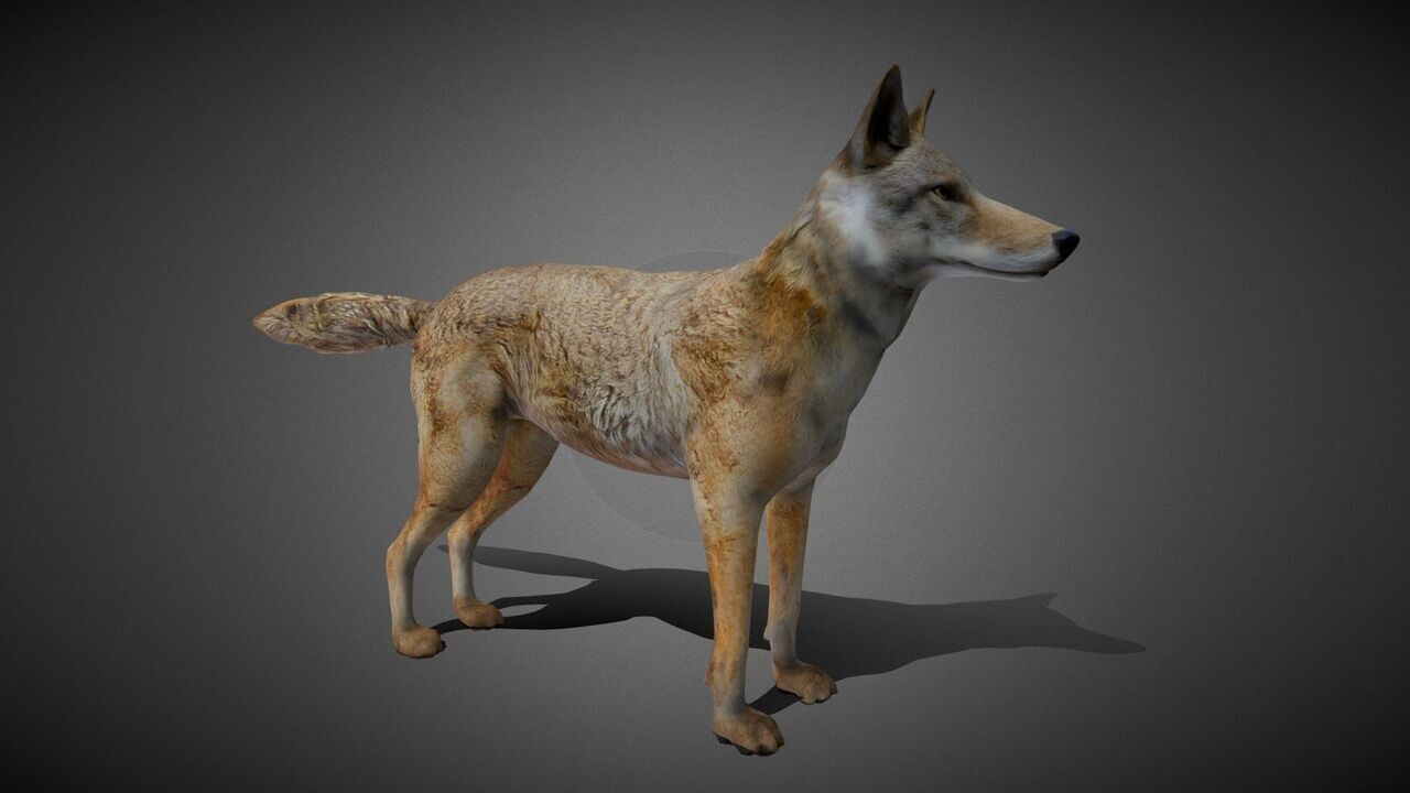 50 Realistic Animals FULL PACK Low-poly 3D model_60