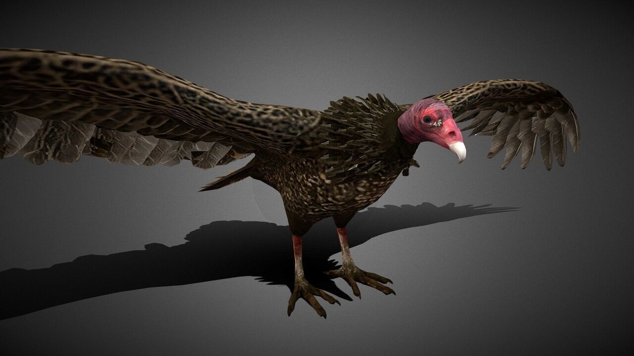 50 Realistic Animals FULL PACK Low-poly 3D model_81