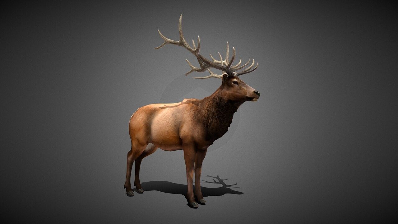 50 Realistic Animals FULL PACK Low-poly 3D model_37