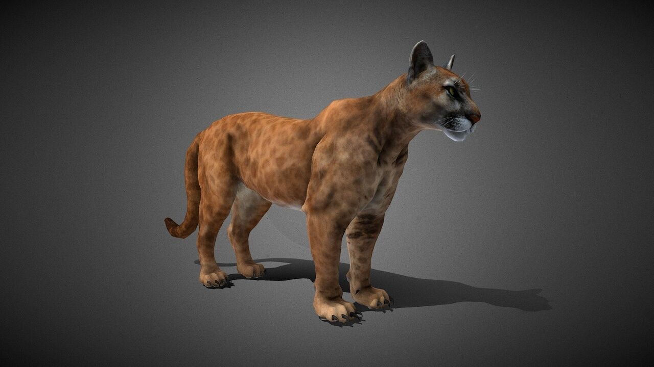 50 Realistic Animals FULL PACK Low-poly 3D model_46