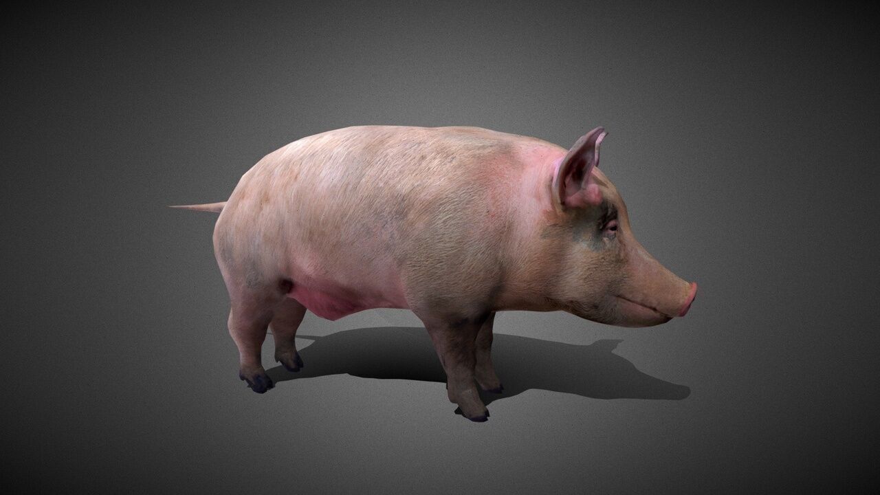 50 Realistic Animals FULL PACK Low-poly 3D model_70