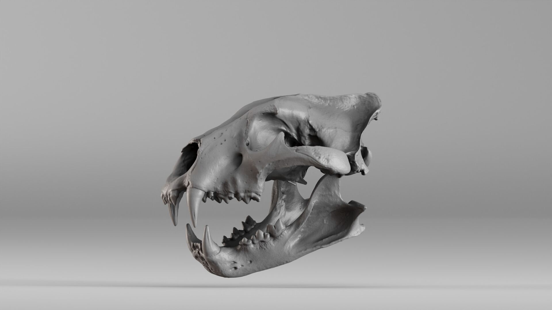 001602 Lion Skull 3D print model_34