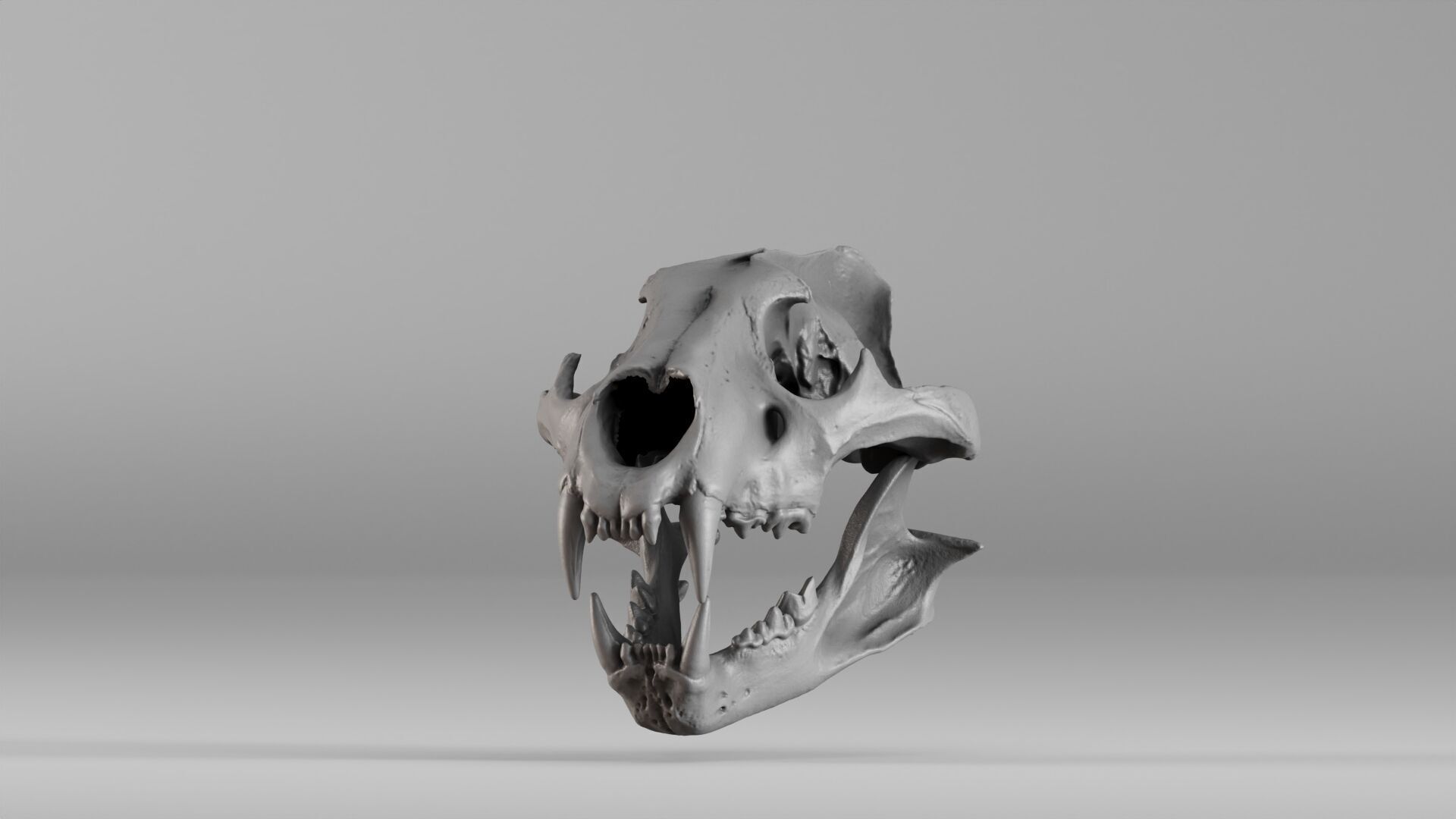 001602 Lion Skull 3D print model_6