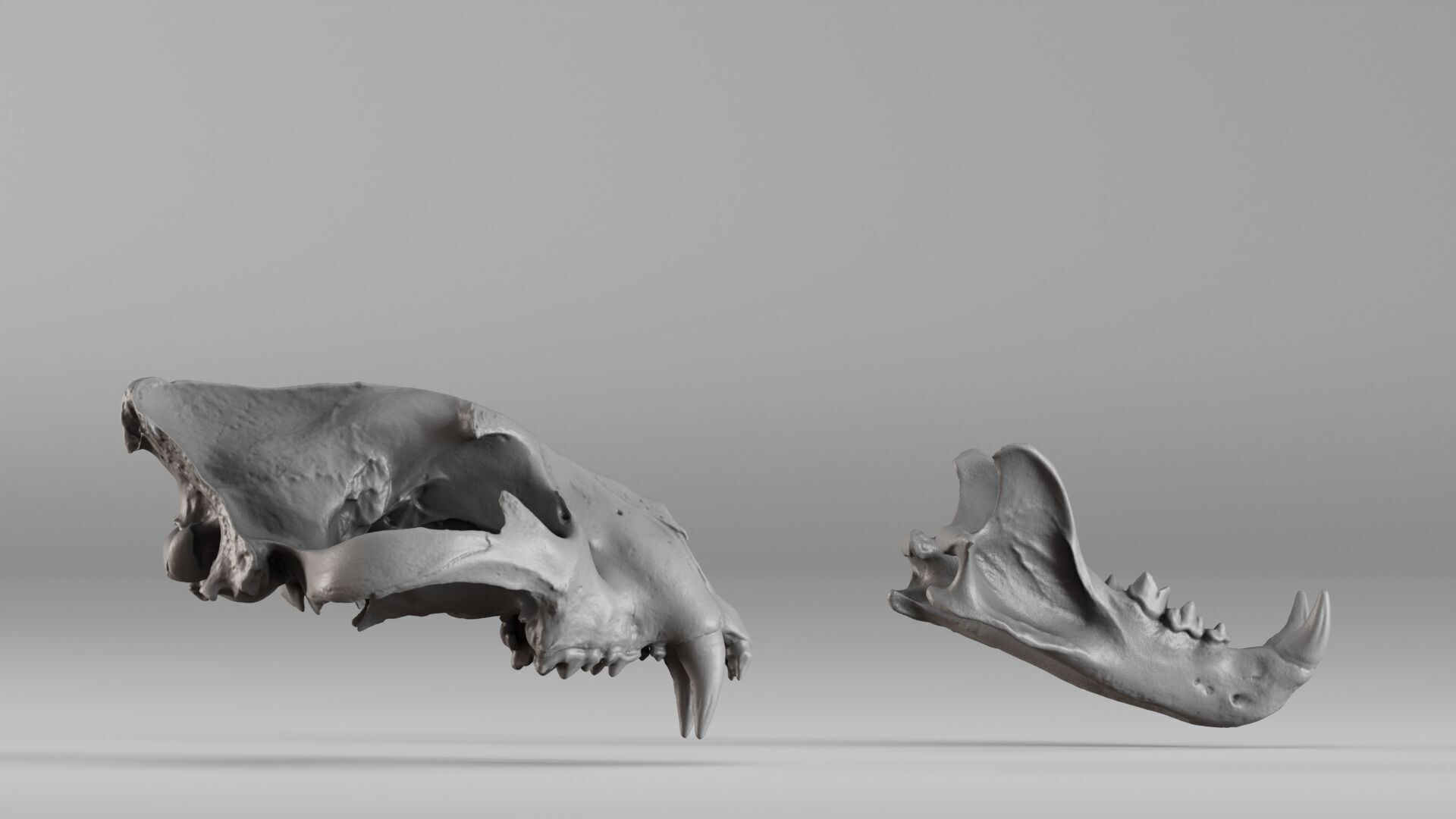 001602 Lion Skull 3D print model_11