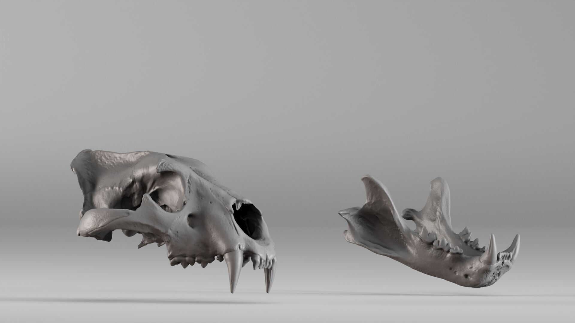 001602 Lion Skull 3D print model_5