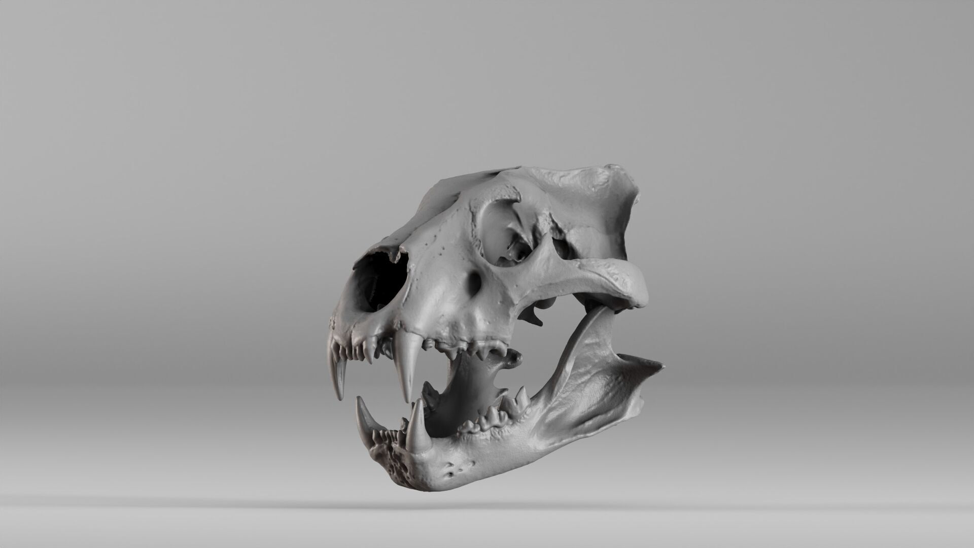 001602 Lion Skull 3D print model_2