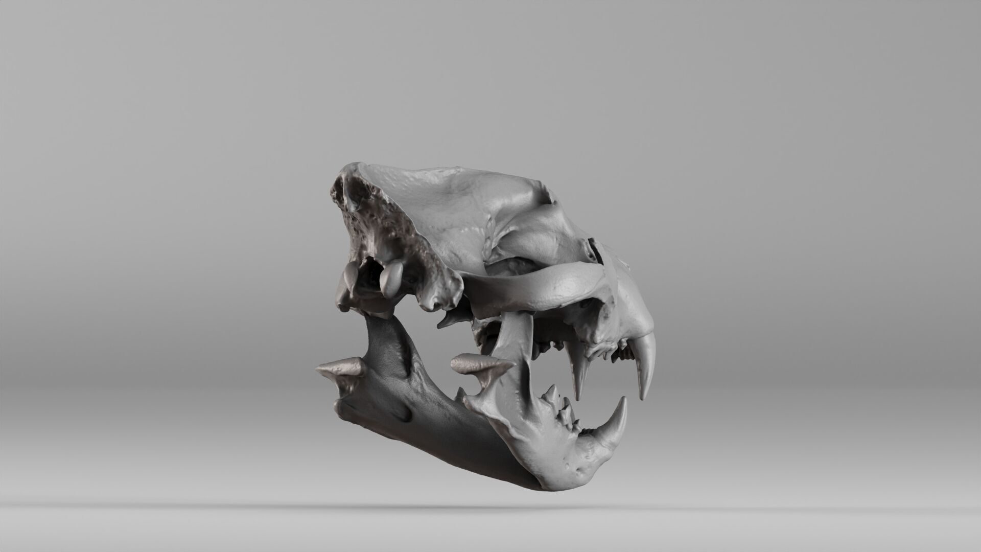 001602 Lion Skull 3D print model_20