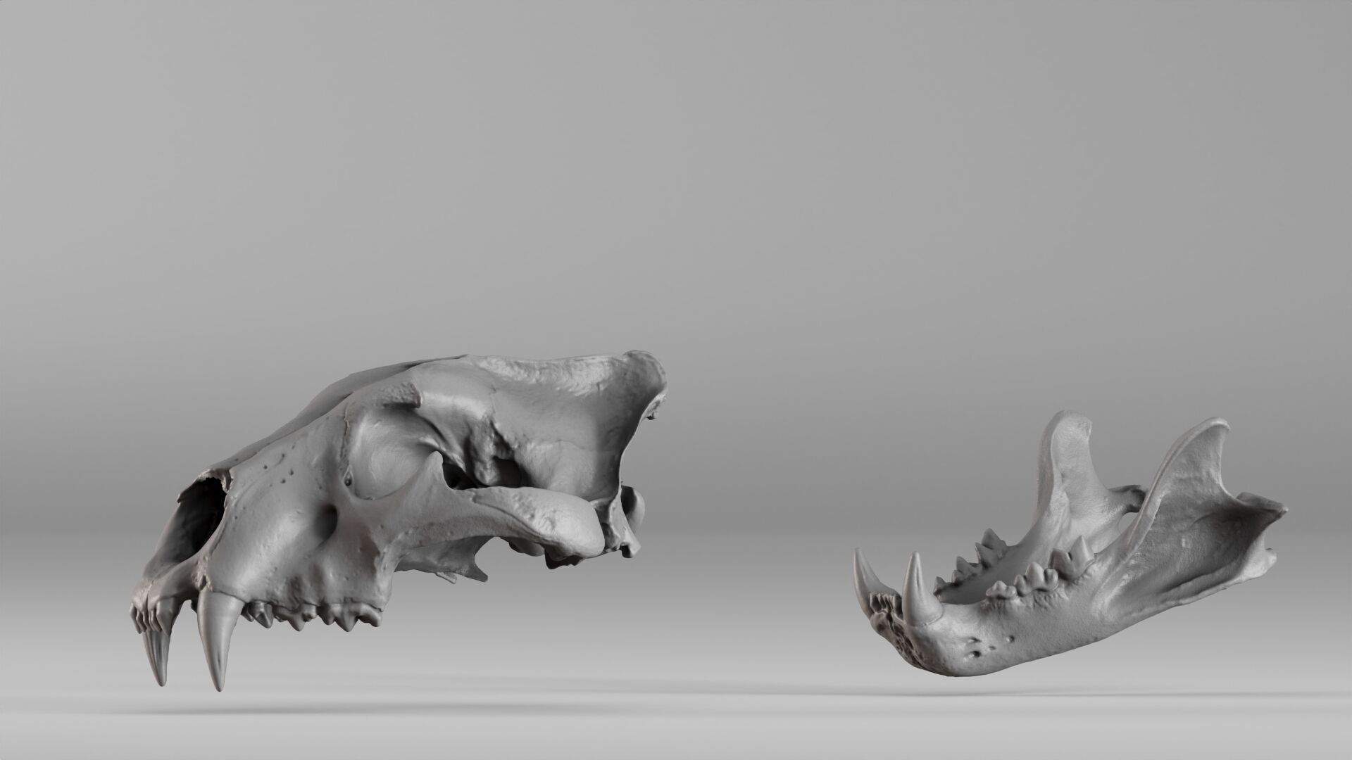 001602 Lion Skull 3D print model_27