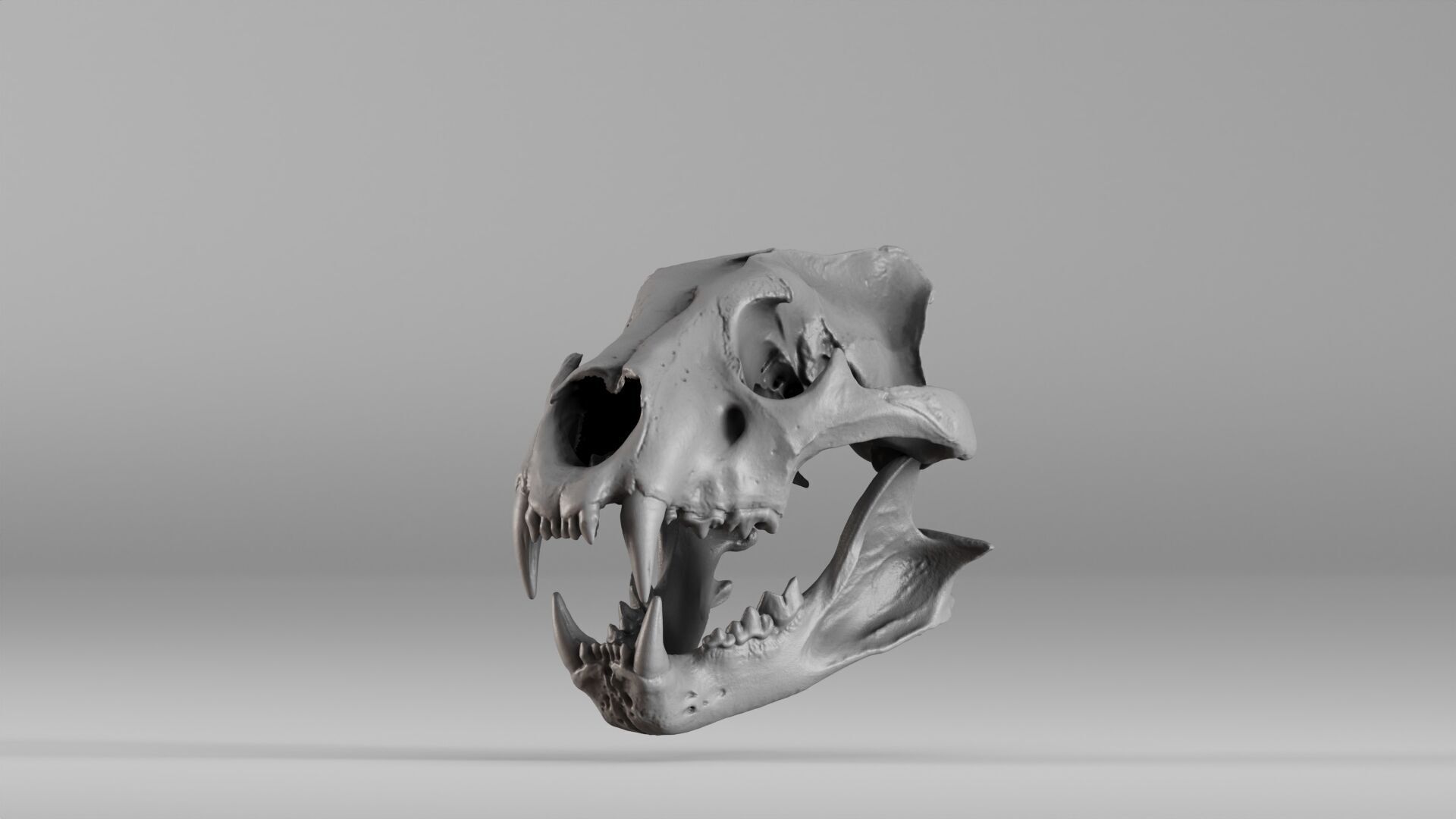 001602 Lion Skull 3D print model_4