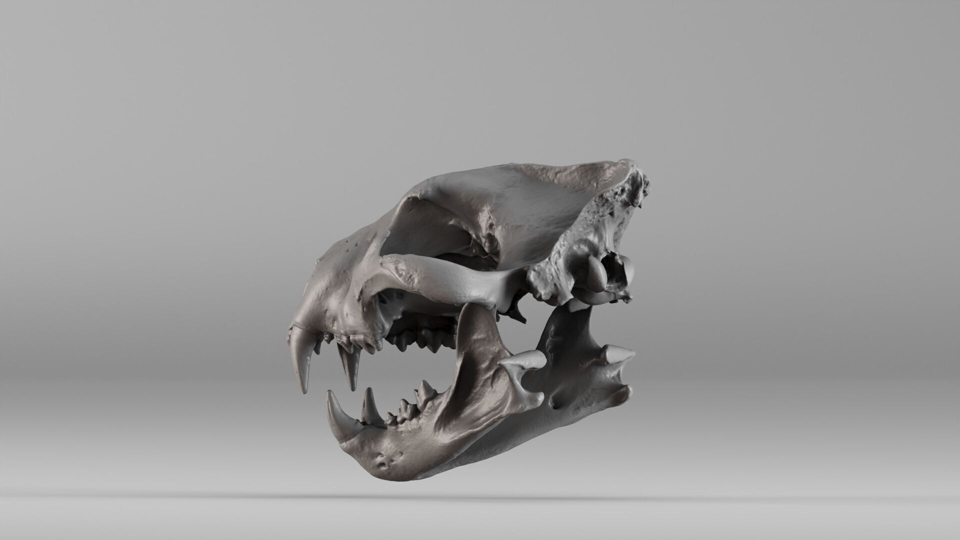 001602 Lion Skull 3D print model_28