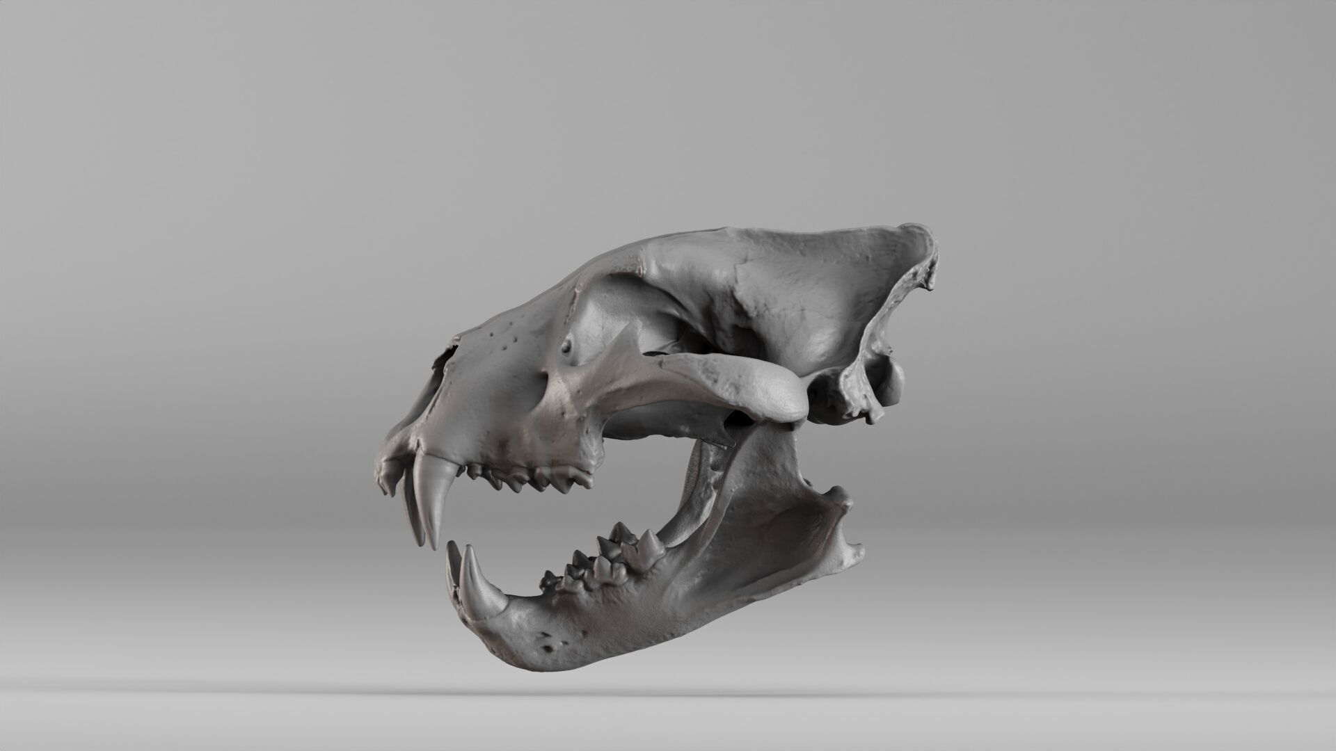001602 Lion Skull 3D print model_32