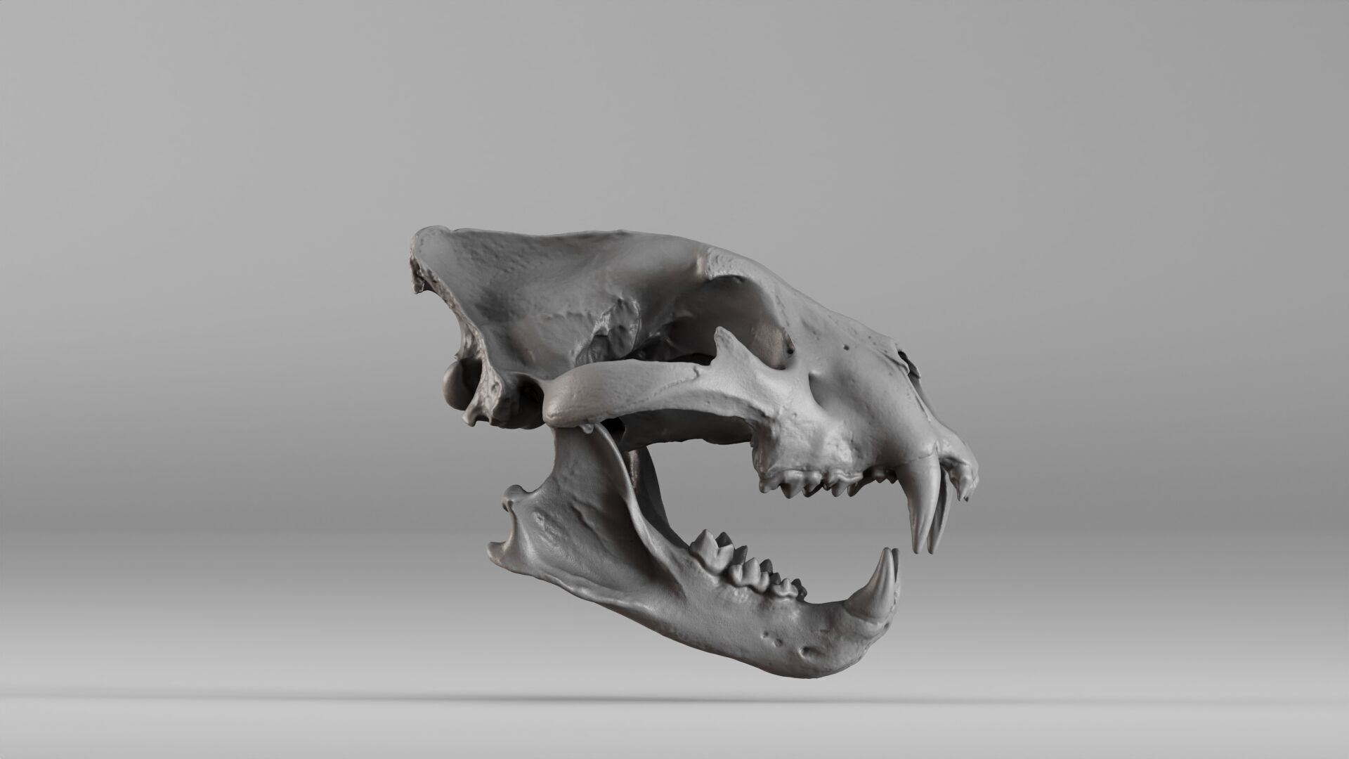 001602 Lion Skull 3D print model_16