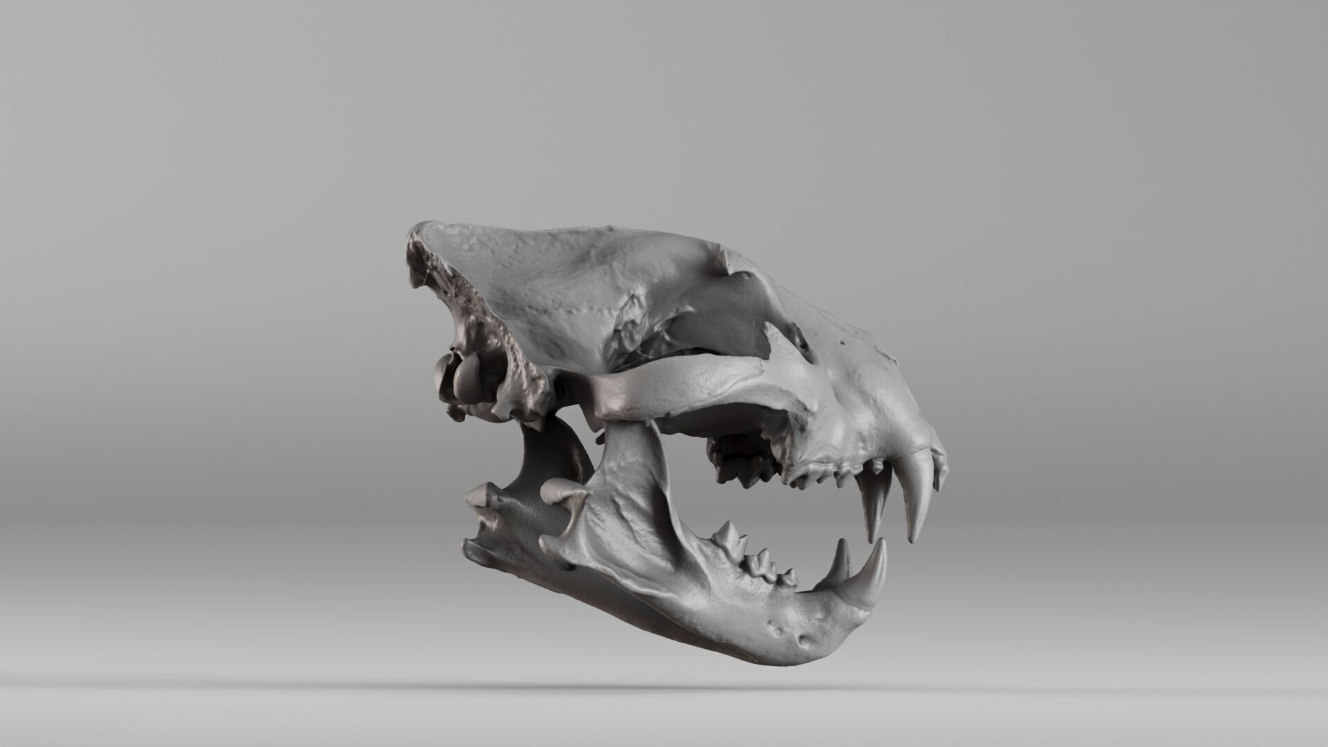 001602 Lion Skull 3D print model_18