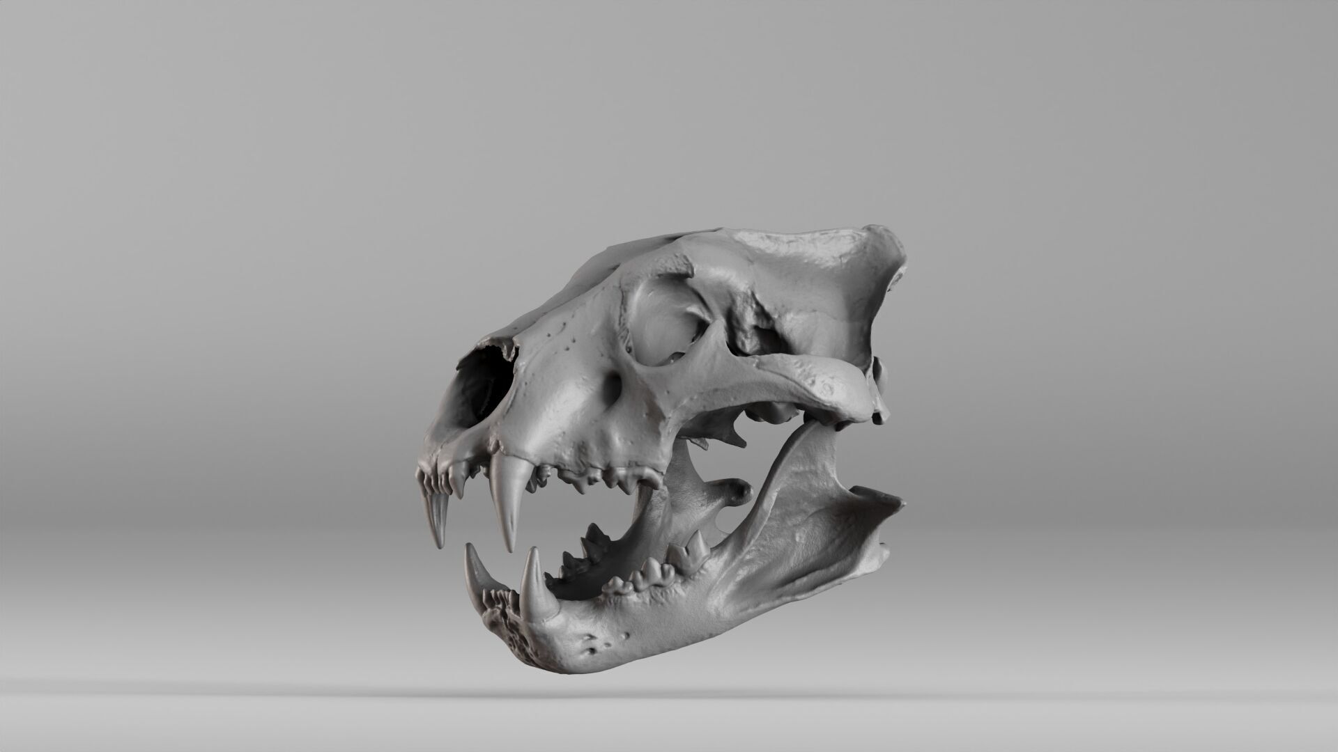 001602 Lion Skull 3D print model_36