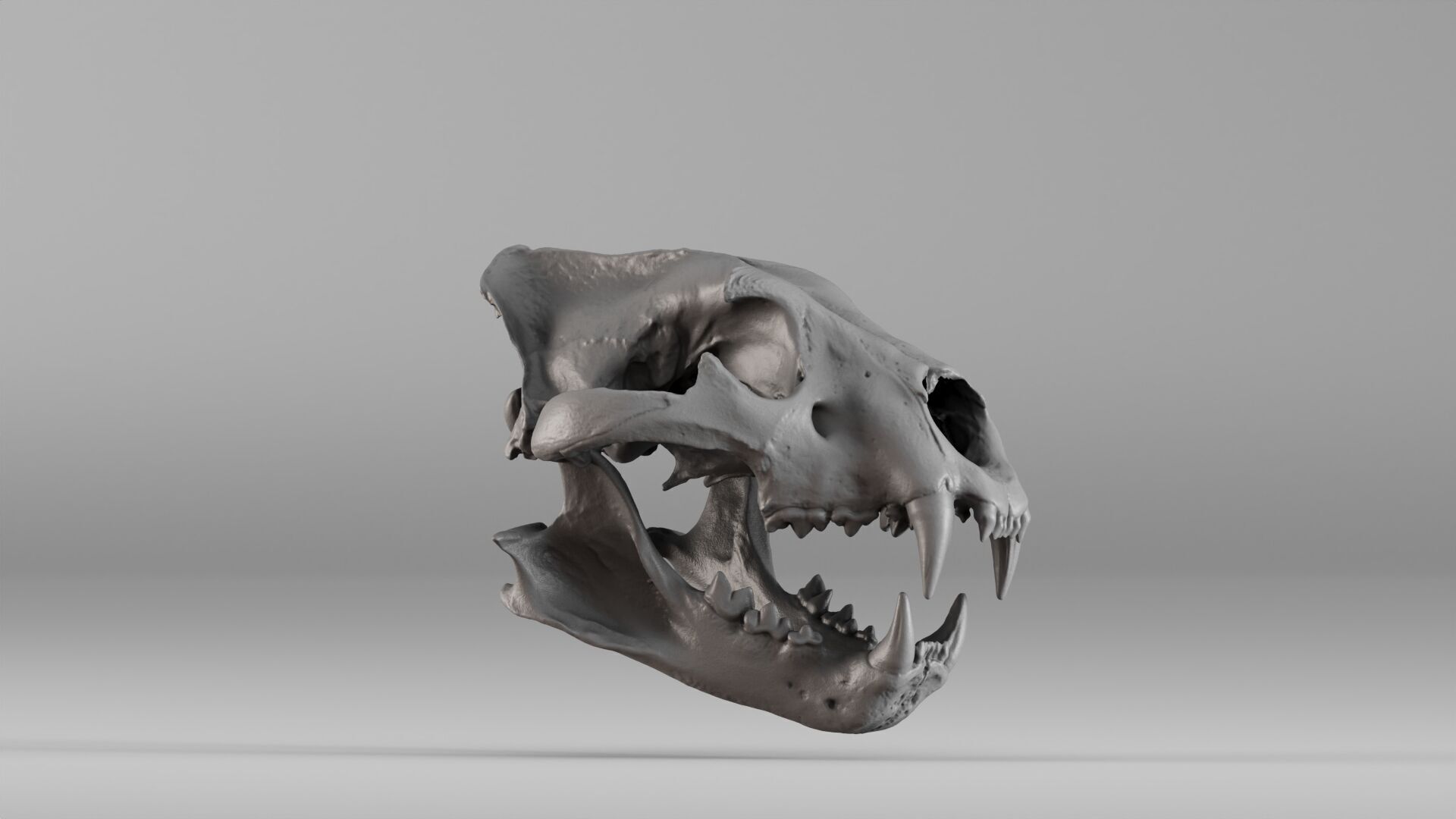 001602 Lion Skull 3D print model_14