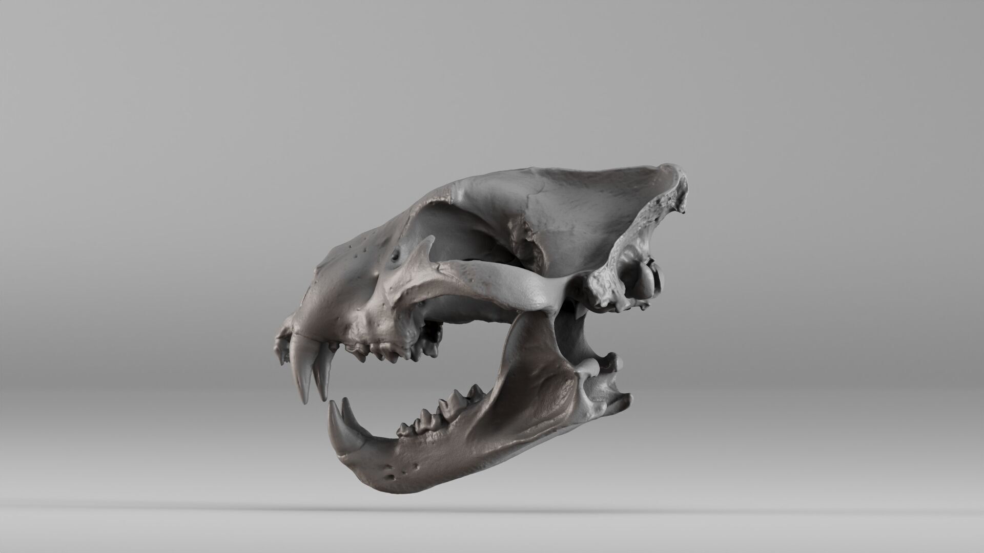 001602 Lion Skull 3D print model_30