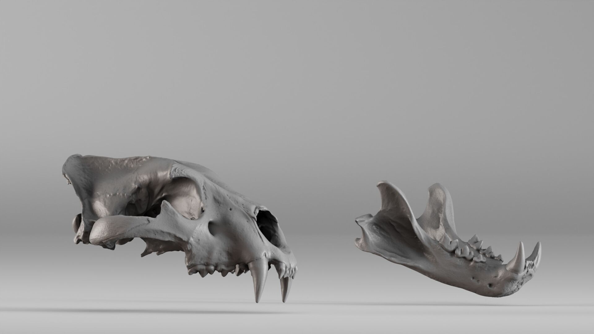 001602 Lion Skull 3D print model_7