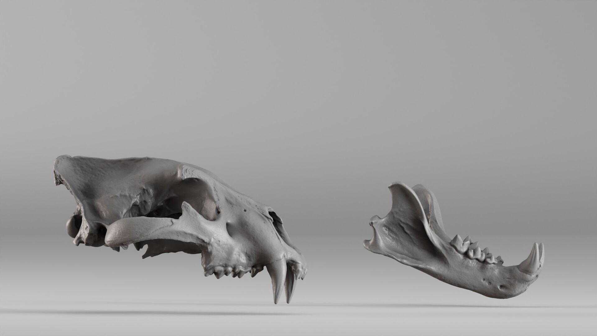 001602 Lion Skull 3D print model_9