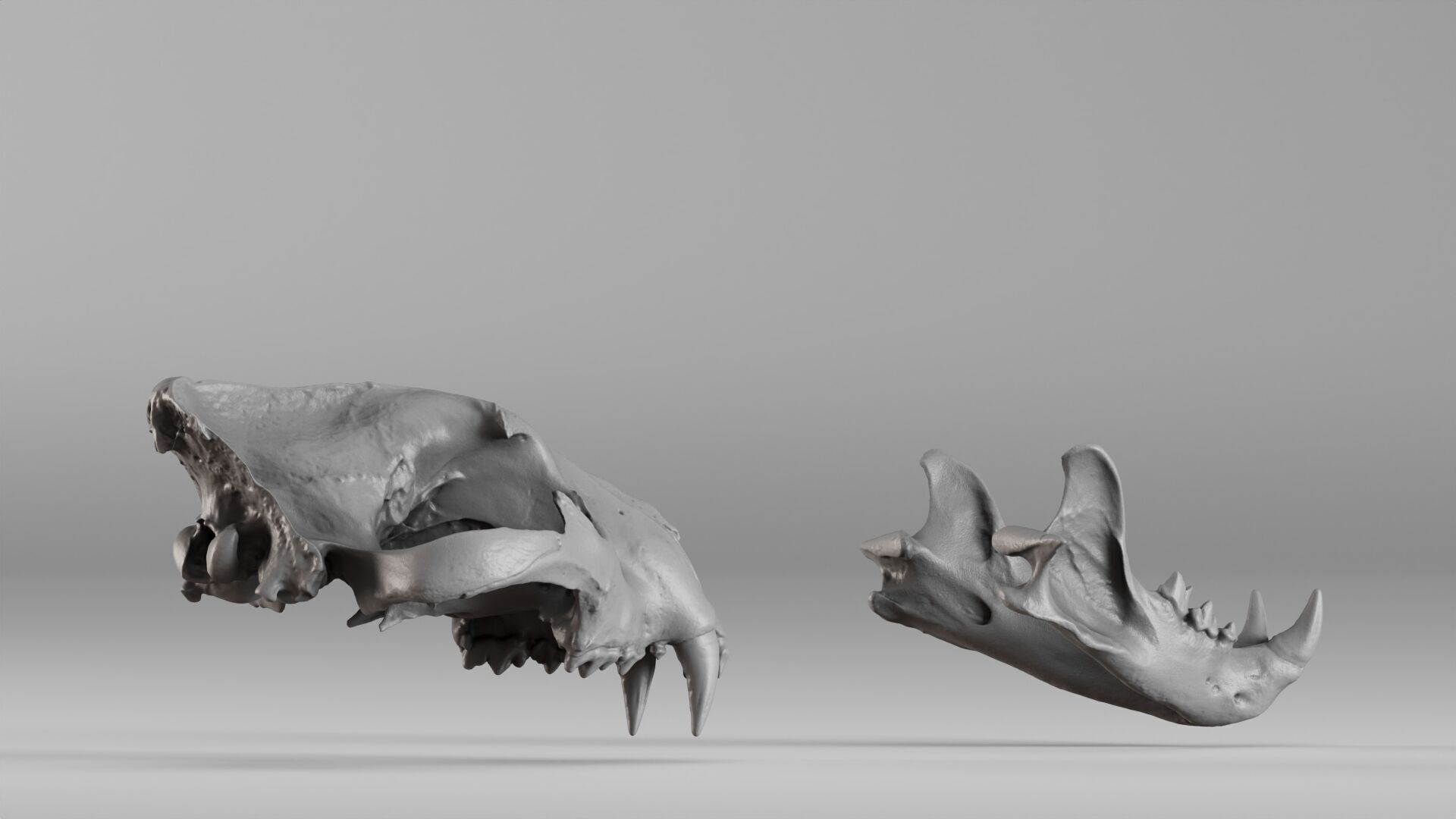 001602 Lion Skull 3D print model_13