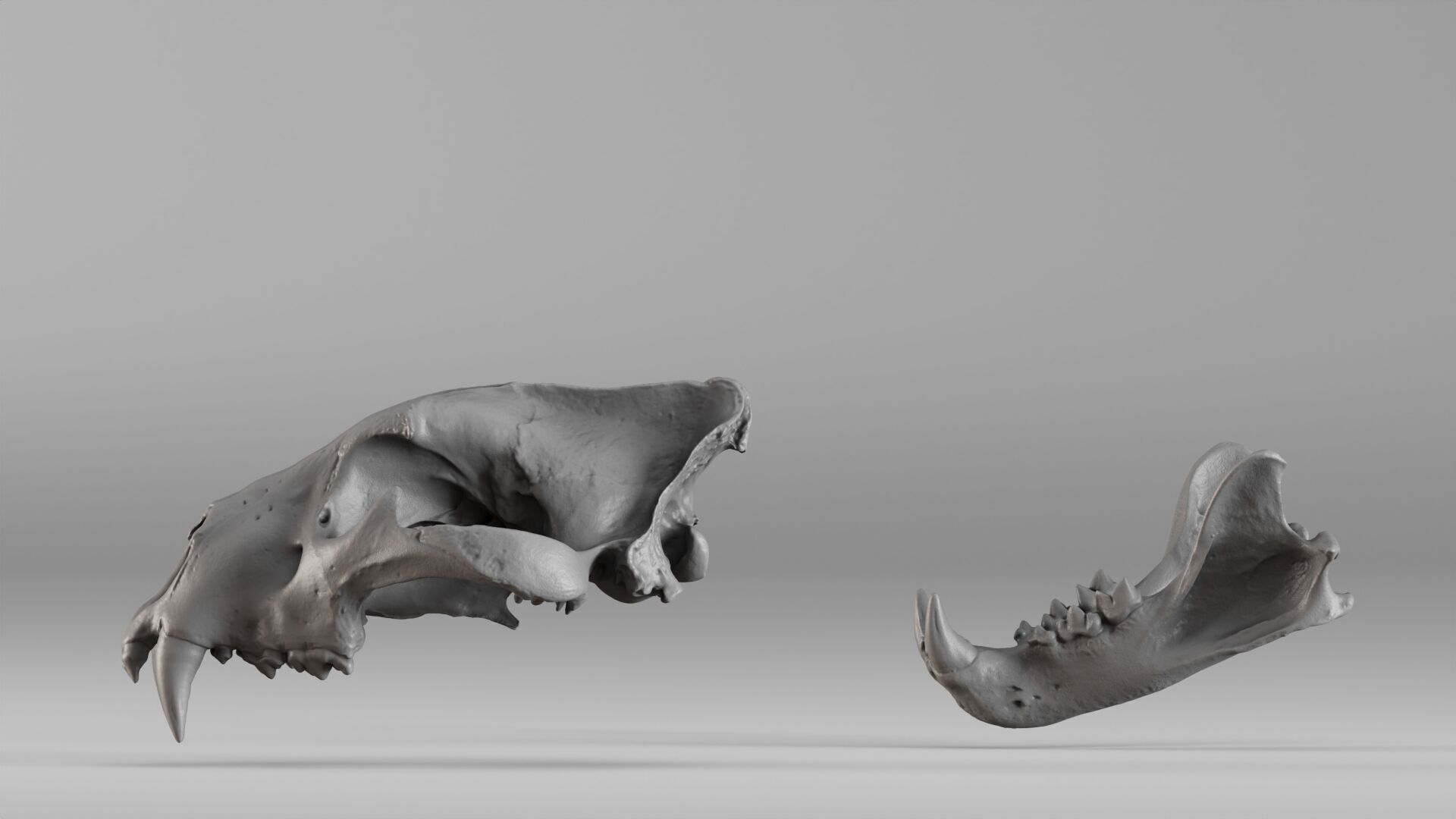 001602 Lion Skull 3D print model_25