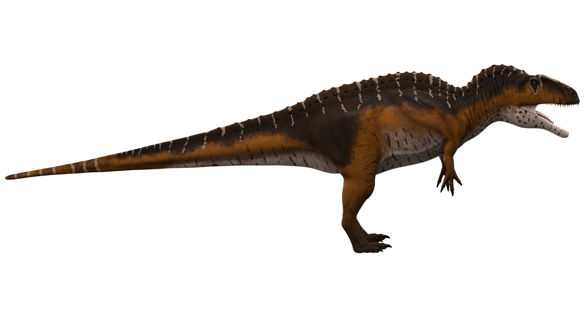 Acrocanthosaurus 3D model_5