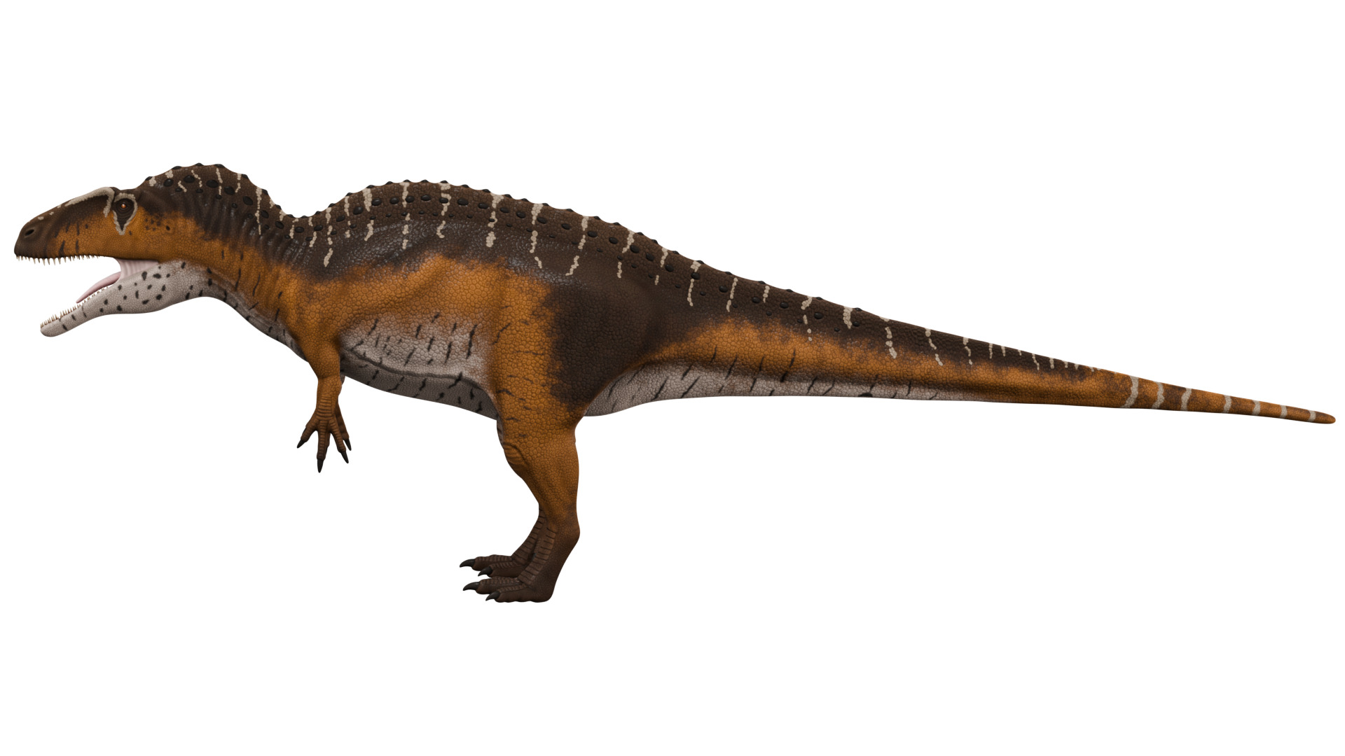 Acrocanthosaurus 3D model_1