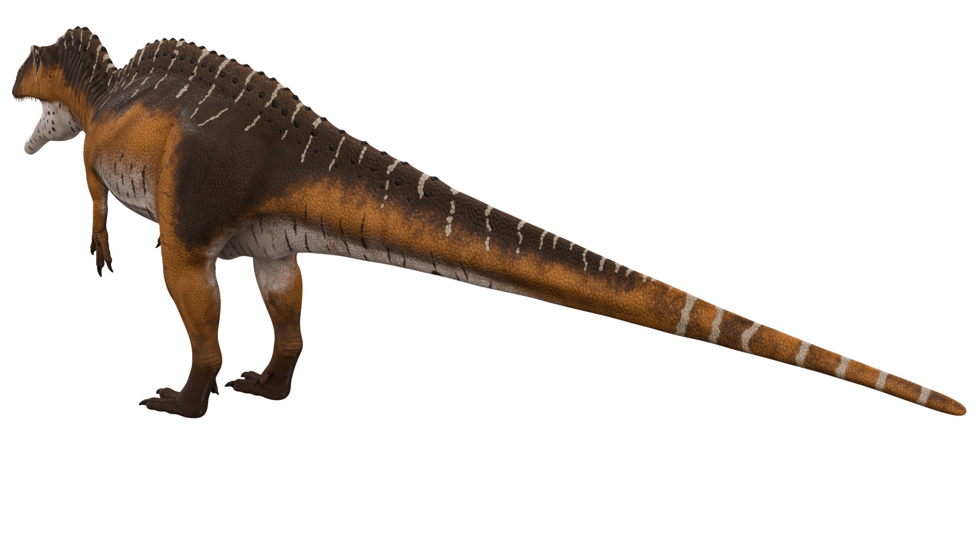 Acrocanthosaurus 3D model_2