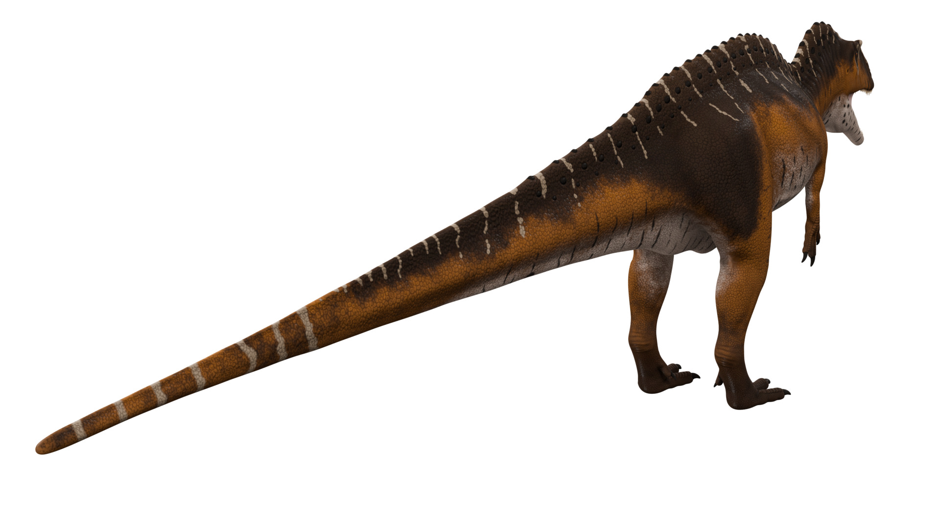 Acrocanthosaurus 3D model_4