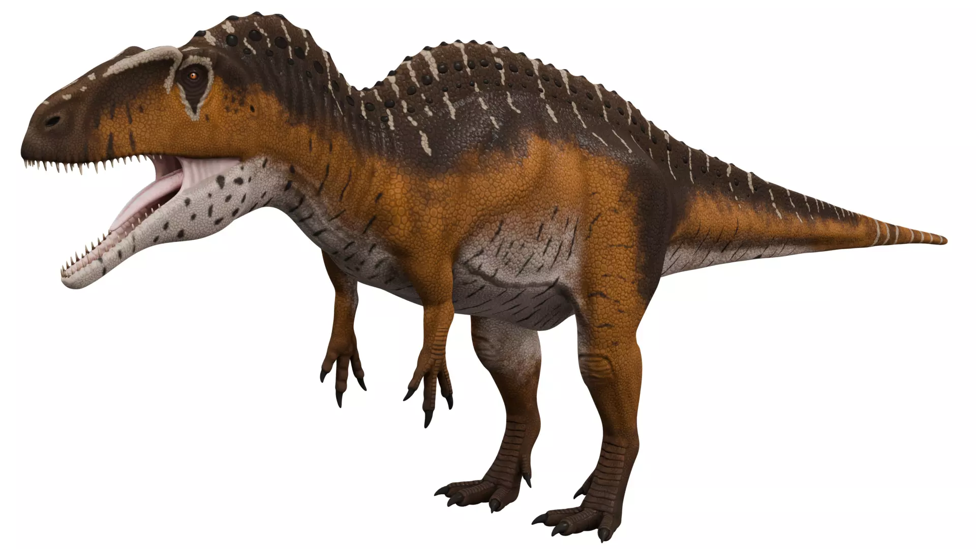 Acrocanthosaurus 3D model_0