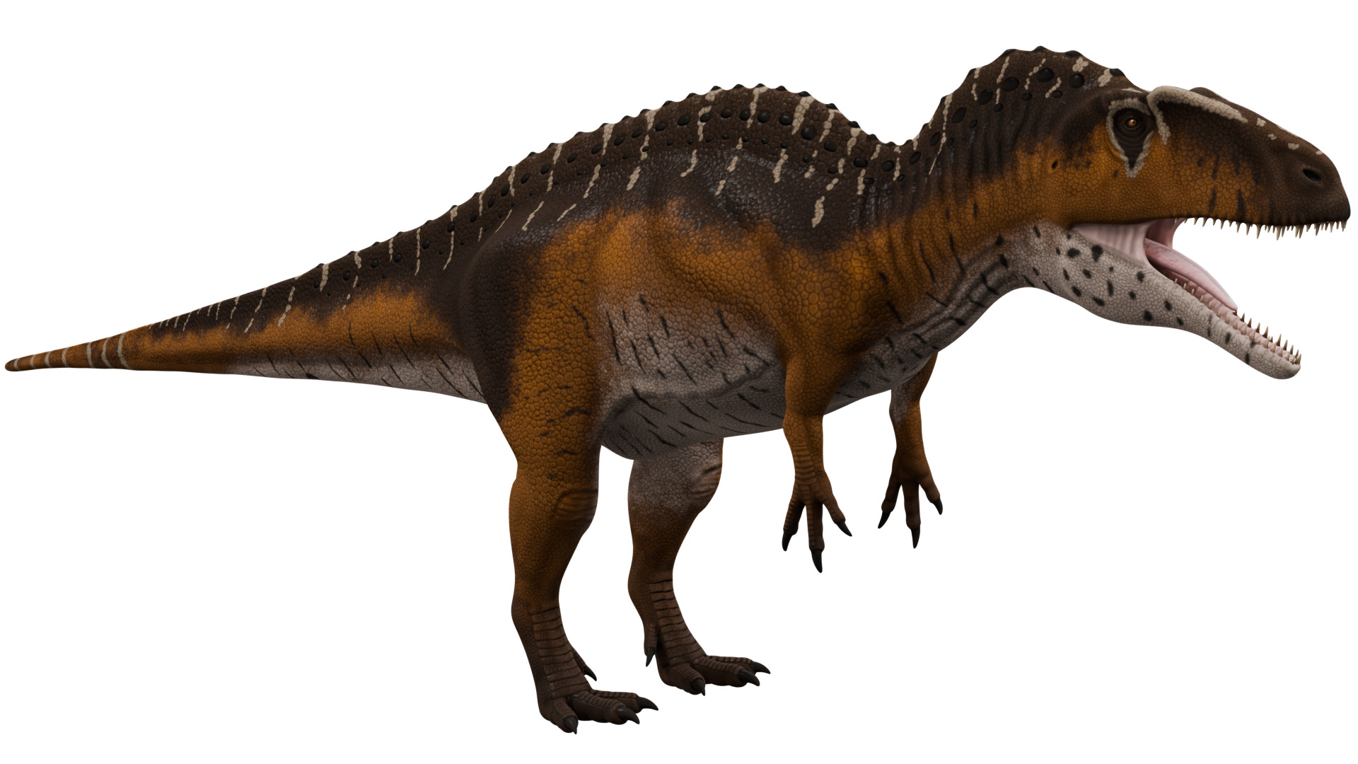 Acrocanthosaurus 3D model_6