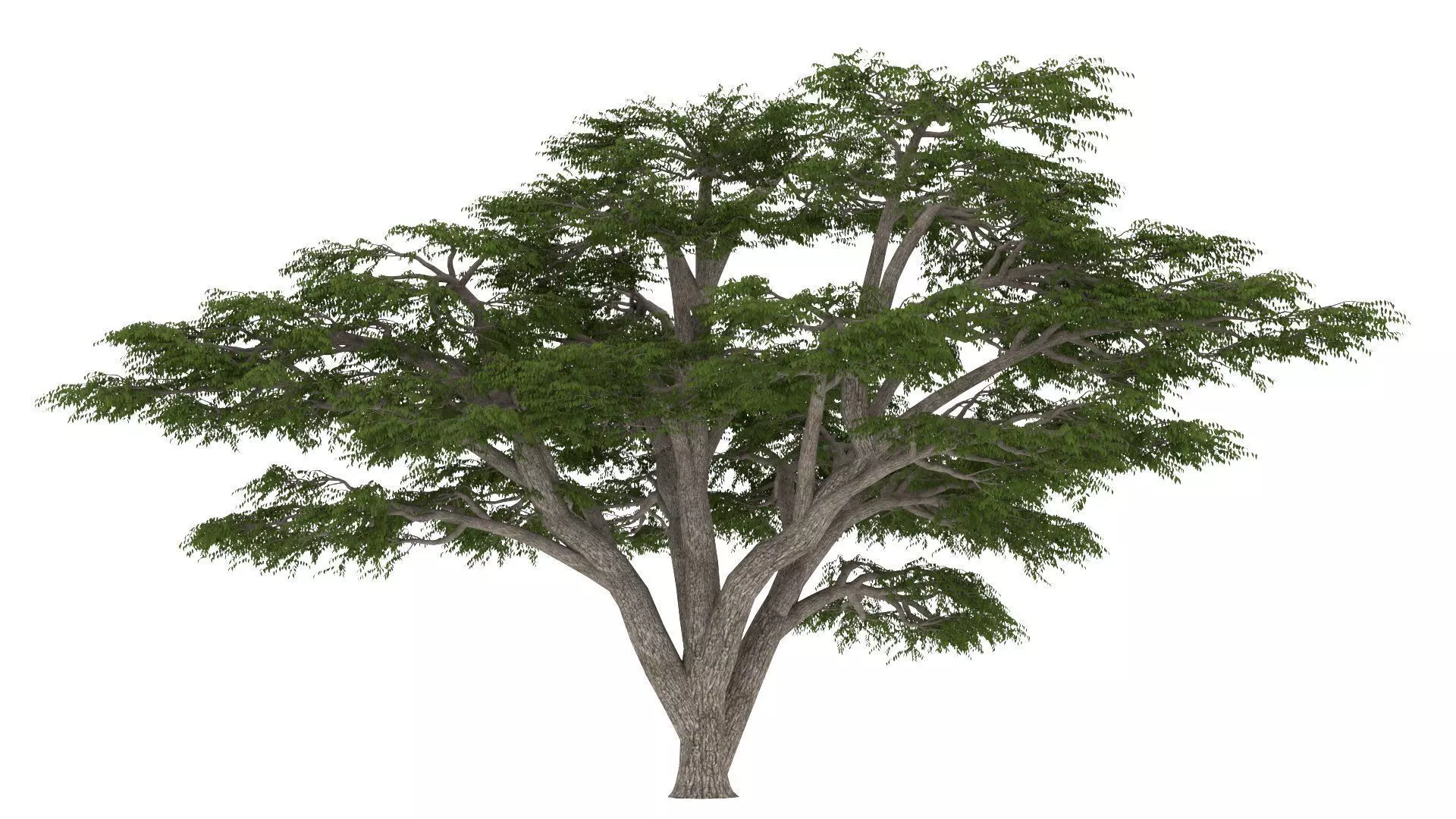 Cedar of Lebanon 3D model