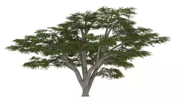 Cedar of Lebanon