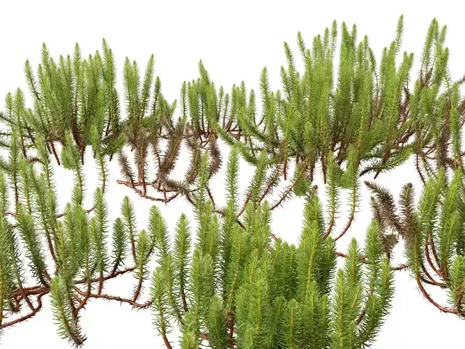 Highpoly LowPoly - Hippuris vulgaris - Common mares-tail