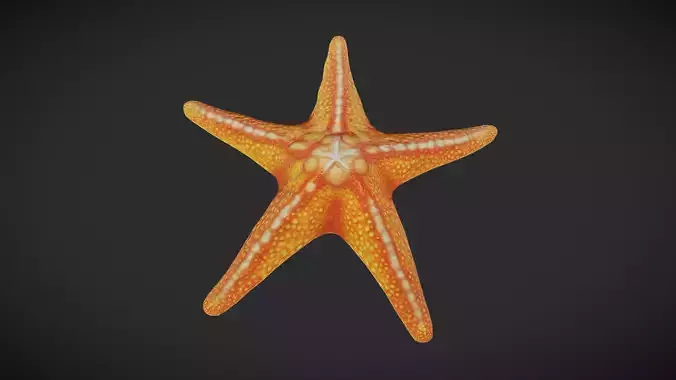 Starfish Low-poly 3D model