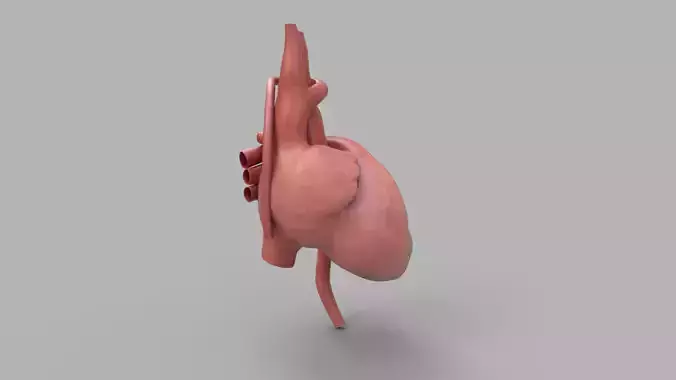 Human heart anatomy