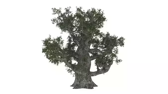 Old Oak Tree model