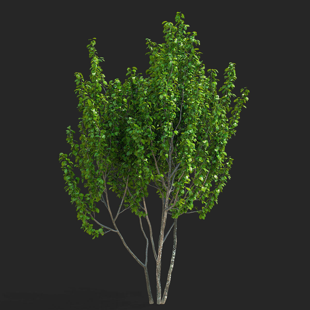 Prunus sertulata Kanzan multistem leaves 3D model_6