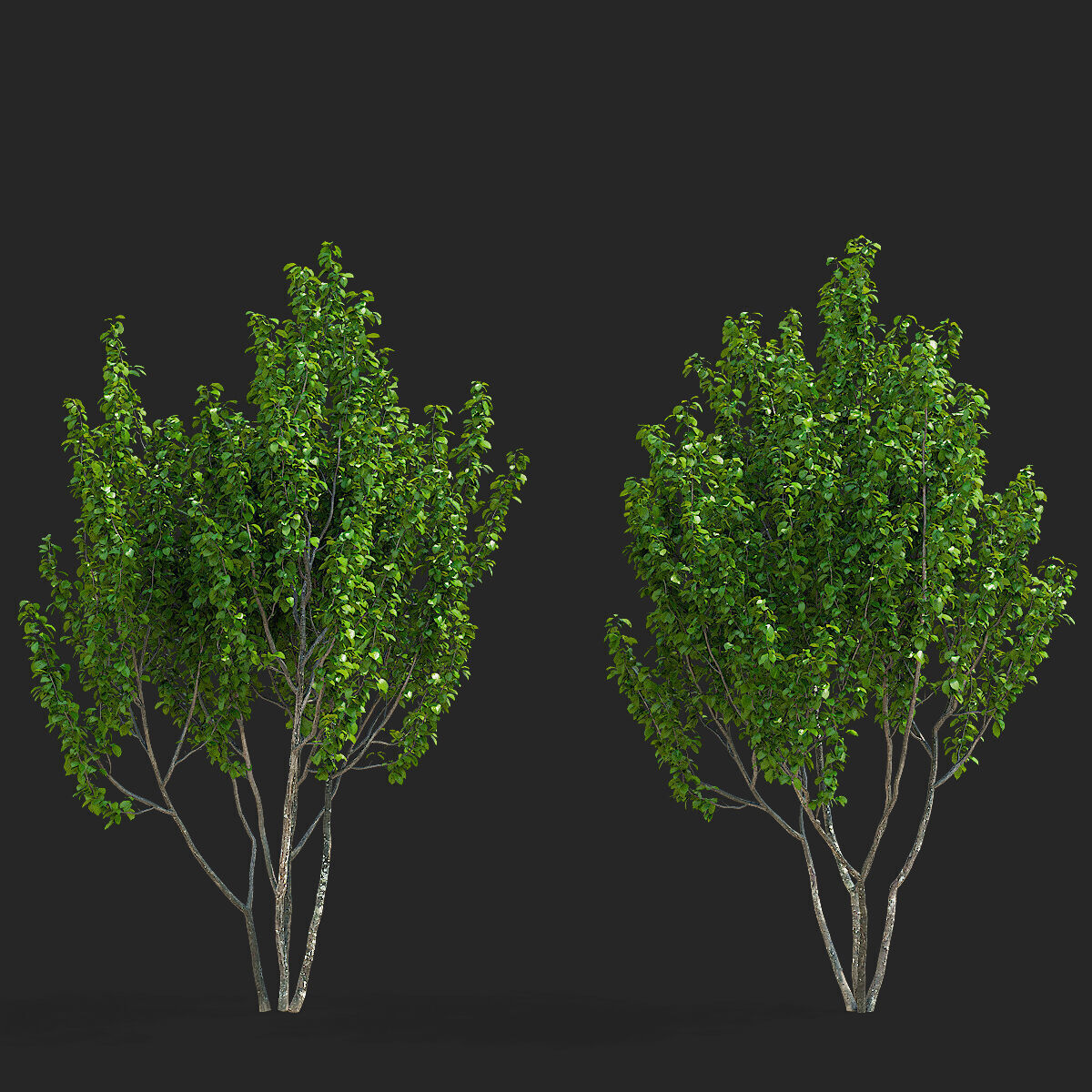 Prunus sertulata Kanzan multistem leaves 3D model_2