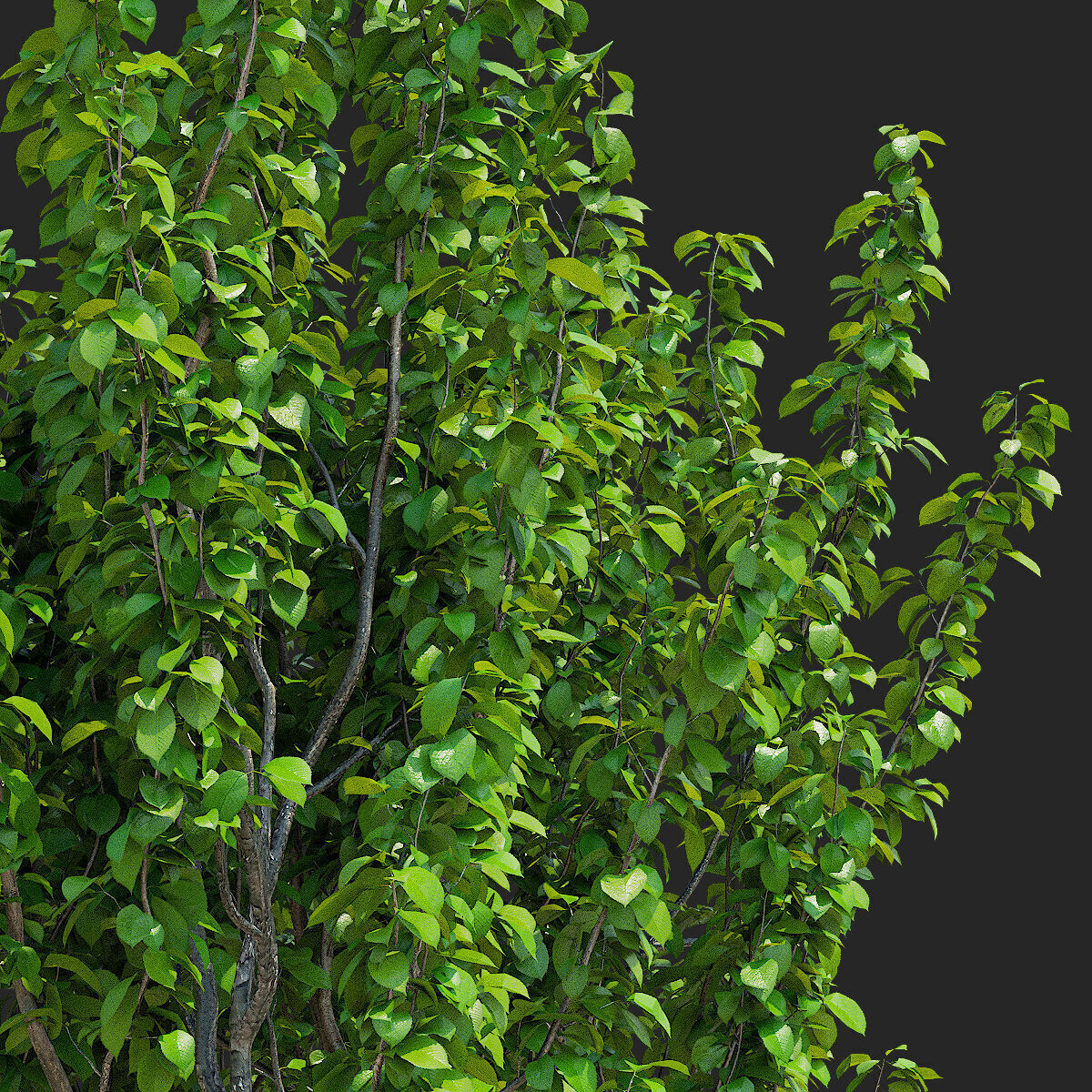 Prunus sertulata Kanzan multistem leaves 3D model_8